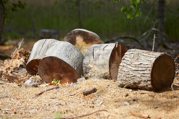 a sawn tree trunk aready to process into firewood