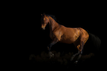 Fototapeta na wymiar horse on black background