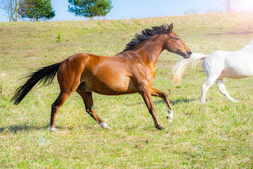 Fototapeta premium two horses running on the meadow