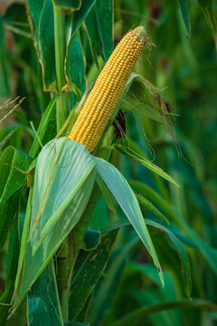 A selective focus picture of corn cob in organic corn field. The corn or Maize is bright green in the corn field. Waiting for harvest.stalk