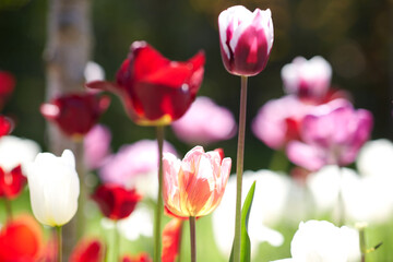 gardening, botany and nature concept - close up of beautiful tulip flowers at summer garden