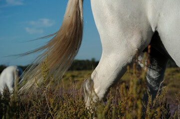 Chevaux Camarguais Provence