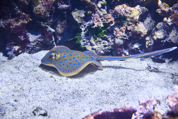 Beautiful blue spotted stingray on the reef, (Taeniura lymma).