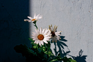 Dimorphotheca flowers illuminated by sunlight against a rough concrete wall. Copy space.