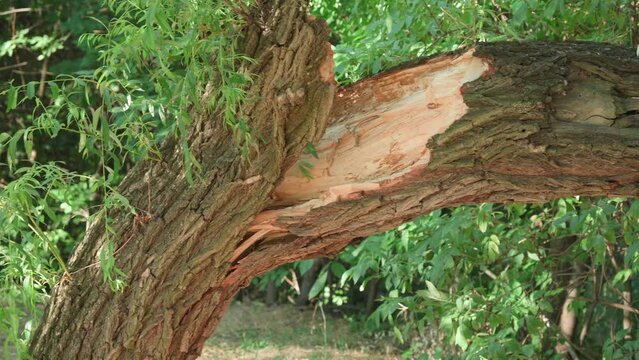 Broken tree after severe storm in park.
