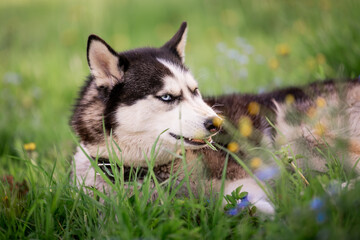 A charming dog of the Siberian Husky breed walks in a collar in nature in the park. Lies among the blue forget-me-nots and eats grass.