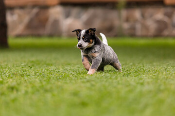 Australian cattle dog puppy outdoor. Blue heeler dog breed. Puppies on the backyard