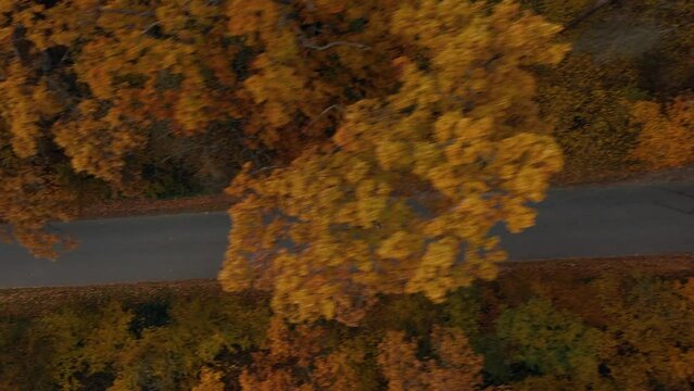 Driving along a forest road