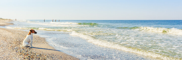 Obraz premium Smooth Fox Terrier stands. The Smooth Fox Terrier stands in the park.A smooth-haired fox terrier is sitting. A smooth-haired fox terrier is sitting on the seashore