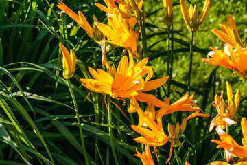 Obraz premium Hemerocallis Esculenta plant bloom in the summer garden