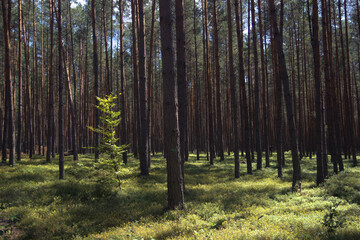 Summer forest illuminated by the rays of the sun