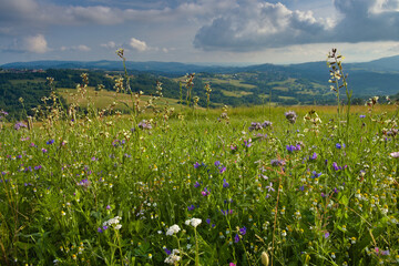 Kwitnąca łąka w Beskidach, flowering meadow in the Beskids