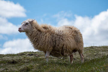Obraz premium Iceland sheep on hill
