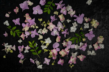 Floral background of small hydrangea flowers and leaves on a black background. Top view, flat lay.