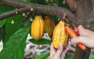 Close-up hands of a cocoa farmer use pruning shears to cut the cocoa pods or fruit ripe yellow...