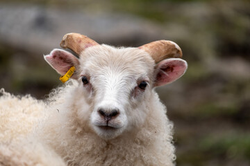 Icelandic sheep