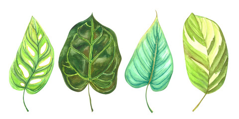 Watercolor bright tropical leaves. Botanical natural isolated illustrations of exotic plants. Summer art. 