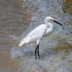 snowy egret with waves 2