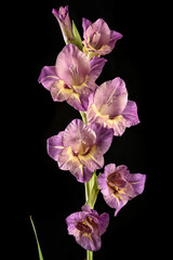 Fototapeta na wymiar Fleur violette de Glaïeul