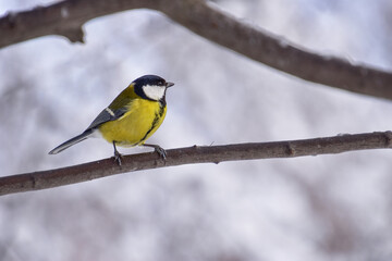 Little tit on a branch in winter forest