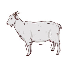 cute hand drawn illustration with goat