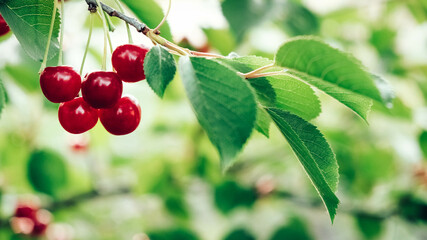 Red cherries growing on a branch of a tree with green leaves