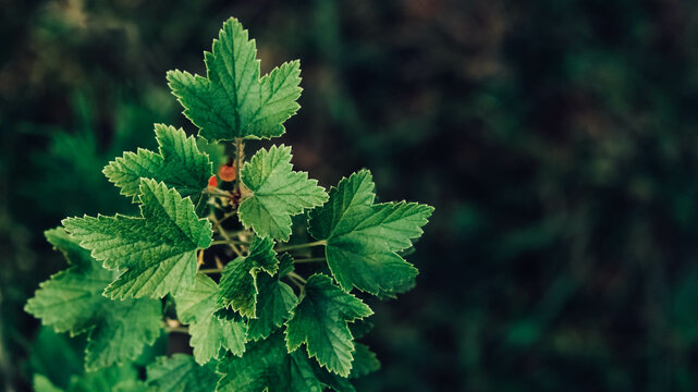 Red currant berries on a bush with green leaves on a branch in garden