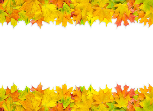 bright multicolored maple leaves isolated on white background
