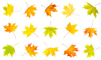 maple leaves collection isolated on white background