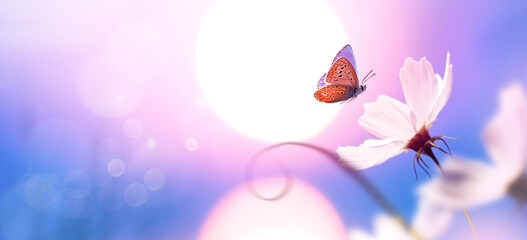 Beautiful natural pastel background. Butterfly and  flower against on a background of sunrise.