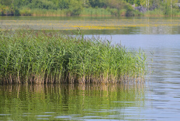 River grass on a quiet summer day