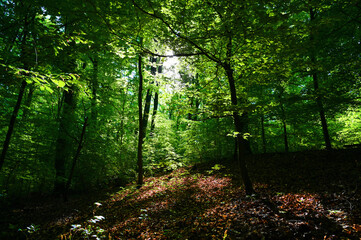 Green Forest with sunlight beetween trees.