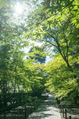 Fototapeta na wymiar Summer green promenade at Komyo-ji Temple in Kyoto, Japan