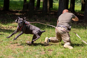 Cane Corso attacking dog handler during aggression training.