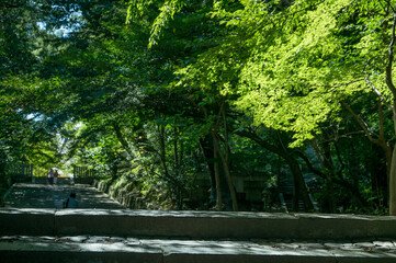 京都 夏の光明寺の緑あふれる参道