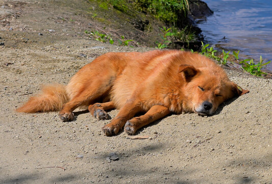 A lost dog sleeps on the bank of a river on a summer day
