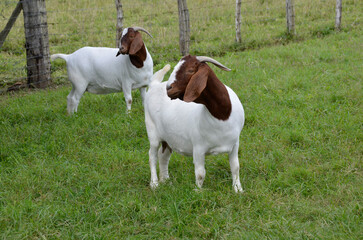 Beautiful female Boer Goats on the farm	
