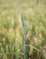 wheat field in the sunshine.