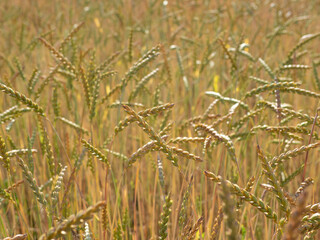 wheat field in the sunshine
