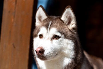 Portrait of a husky, black and white color in the sun.