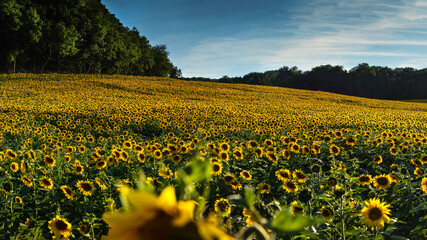 Sunflower field at the Lower  Silesia, Poland