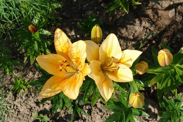 A close up of peachy yellow lilies of the 'Salmon Classic' variety (Longiflorum-Asiatic (L.A.) hybrid lily) in the garden, top view © prambuwesas