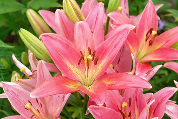 Fototapeta na wymiar A close up of pink lily of the 'Brindisi' variety (Longiflorum-Asiatic (L.A.) hybrid lily) in the garden