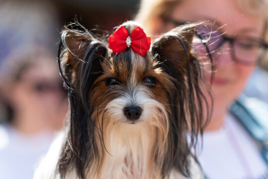 "Beaver Yorkshire Terrier" Images – Browse 204 Stock Photos, Vectors ...