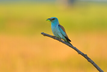 European roller - coracias garrulus colorful exotic bird