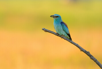 European roller - coracias garrulus colorful exotic bird