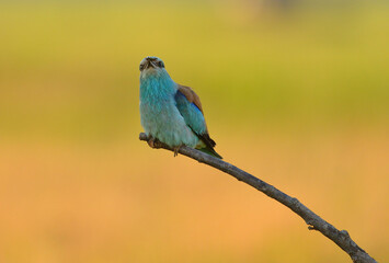 European roller - coracias garrulus colorful exotic bird