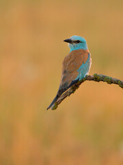European roller - coracias garrulus colorful exotic bird