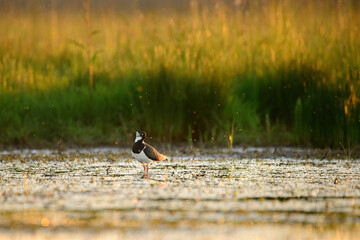Northern lapwing - Vanellus Vanellus