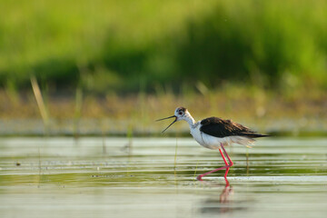 Black-winged stilt - himantopus himantopus wading in the water, red legs black and white wader